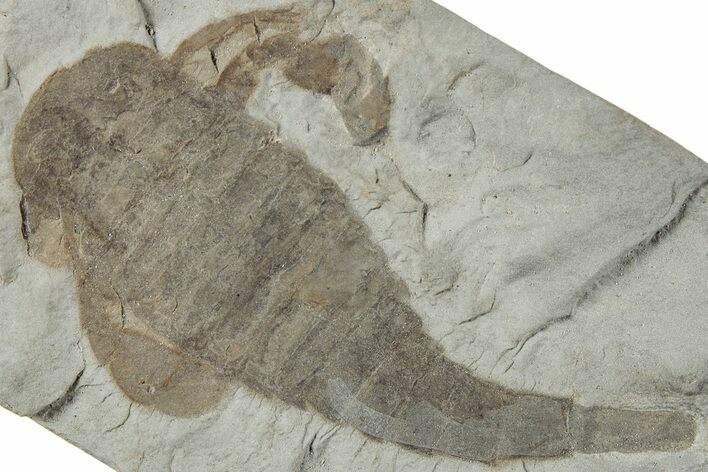 Eurypterus (Sea Scorpion) Fossil - New York #236950